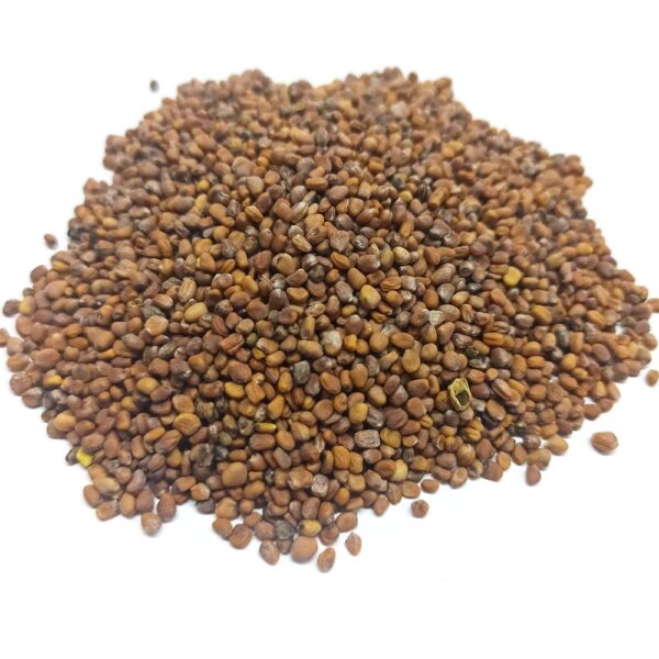 Turp Tohumu