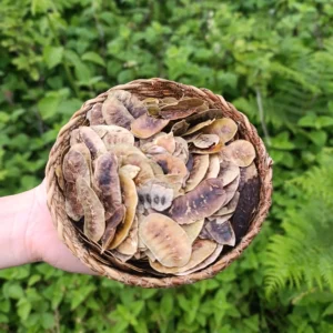 Açlık Otu (150g)