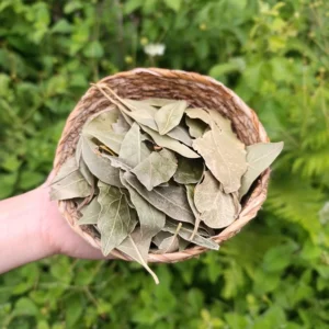 Defne yaprağı (50g)