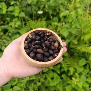Defne Tohumu (150g)