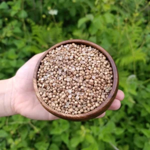 Kişniş (150g)