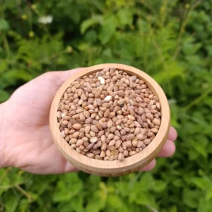 Mahlep (150g)