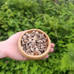 Moringa Tohumu (50g)