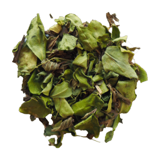 Moringa