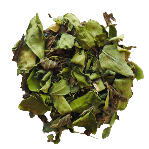 Moringa