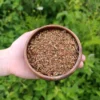 Süpürge tohumu (150g) - Görsel 2