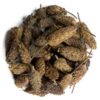 Karabaş otu (50g) - Görsel 2